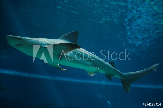 Picture of Sandbar shark Carcharhinus plumbeus